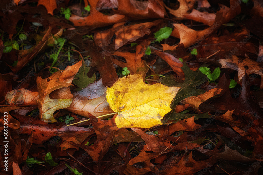 yellow autumn leaf on the ground surrounded by brown