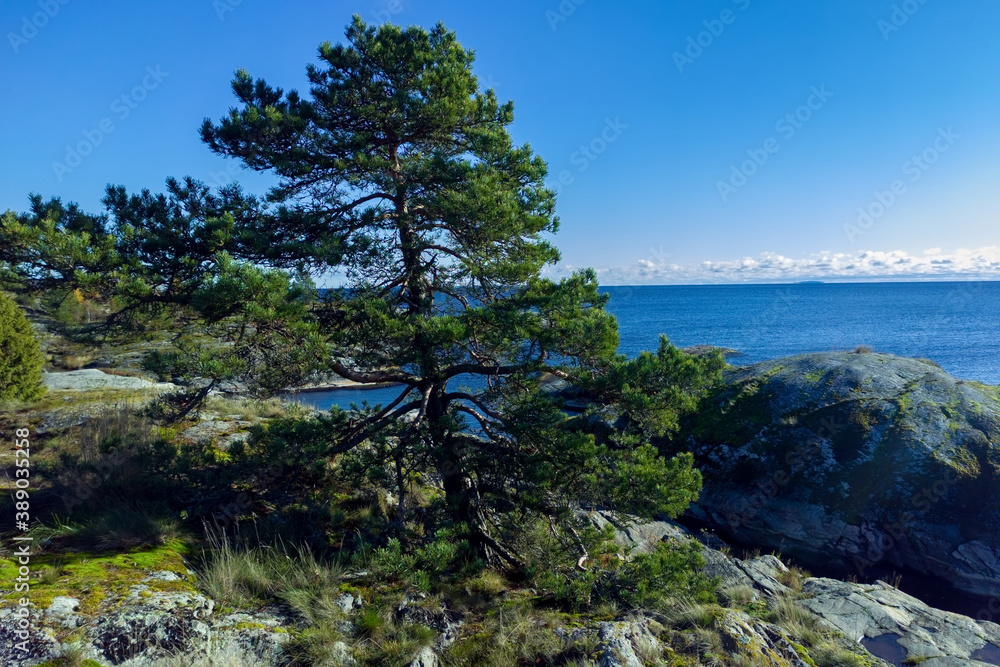 A green pine tree standing on a rock among grass and moss against the backdrop of Lake Ladoga with a cloudy sky