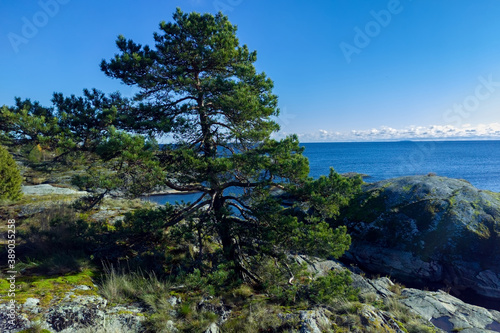 Fototapeta Naklejka Na Ścianę i Meble -  A green pine tree standing on a rock among grass and moss against the backdrop of Lake Ladoga with a cloudy sky