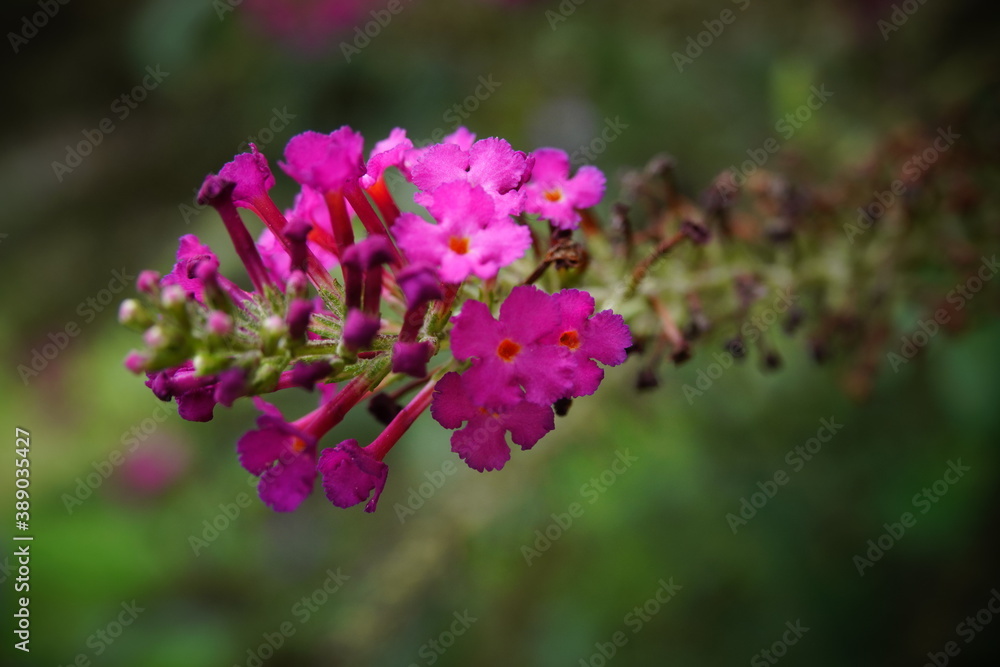 The butterfly bush flower The butterfly bush flower