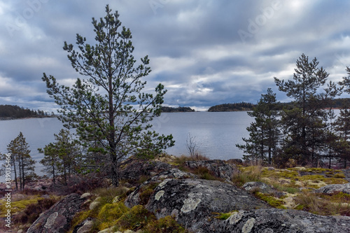 A pine tree standing on a rock among grass and moss against the backdrop of Lake Ladoga with a cloudy sky