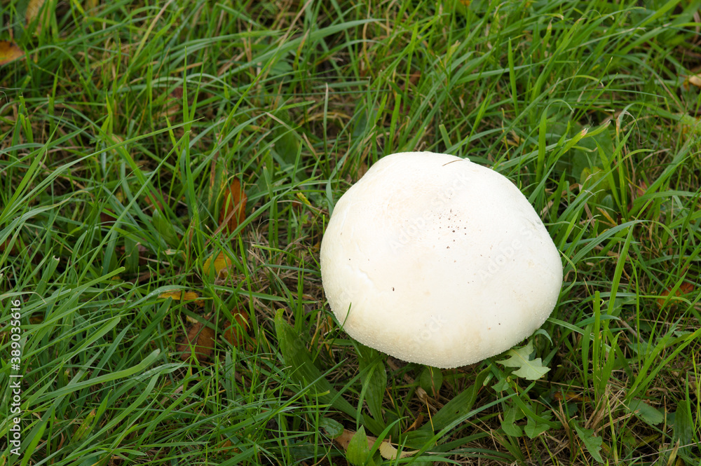 Closeup of a wild Destroying angel mushroom in meadow with grass Closeup of a wild Destroying angel mushroom in meadow with grass