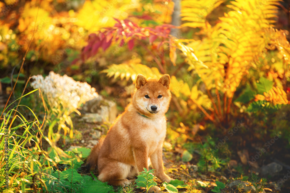 Φωτογραφία Adorable and happy shiba inu puppy sitting in the fall forest at golden sunset