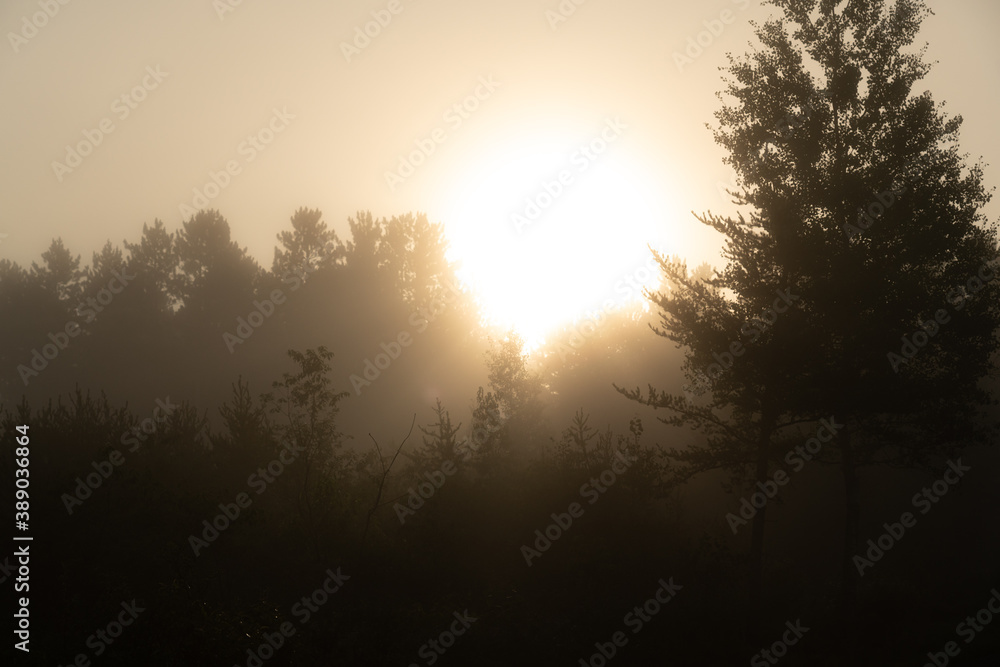 Sun shining through morning mist in a forest Sun shining through morning mist in a forest