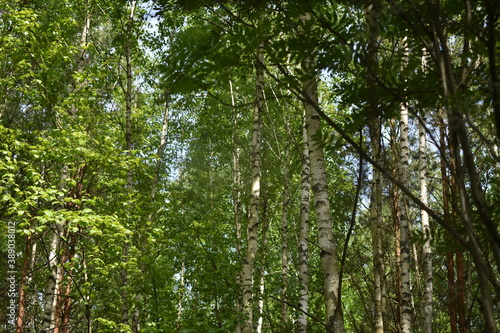 Light green summer forest