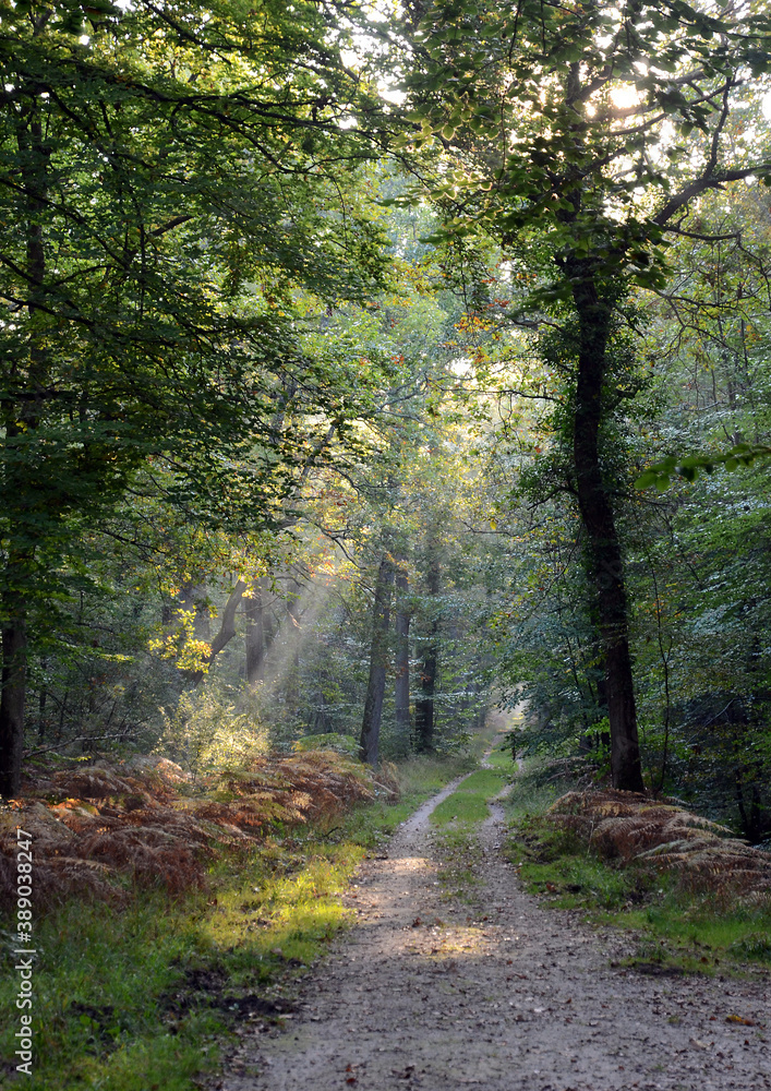 Naklejka premium path in the forest
