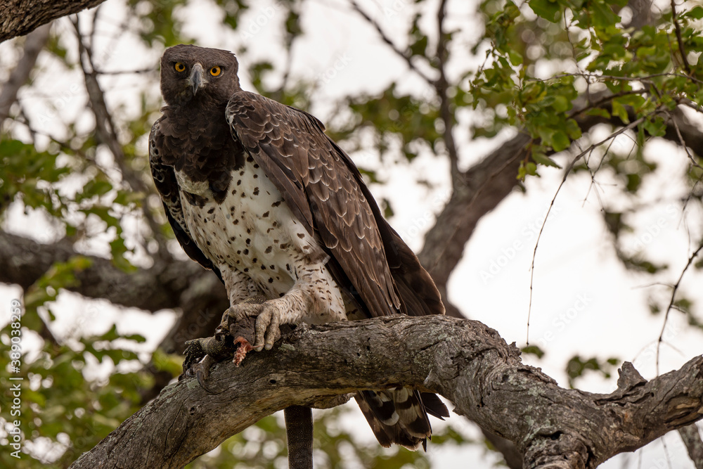 Aigle martial, lézard fouette queue,.Polemaetus bellicosus, Martial Eagle Aigle martial, lézard fouette queue,.Polemaetus bellicosus, Martial Eagle