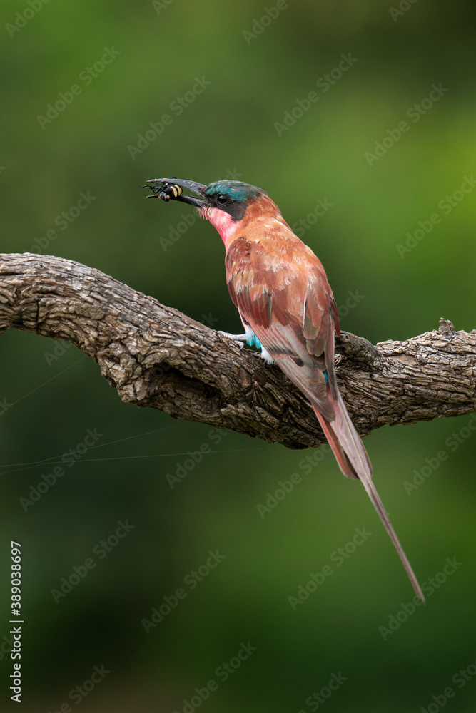 Guêpier carmin,.Merops nubicoides, Southern Carmine Bee eater Guêpier carmin,.Merops nubicoides, Southern Carmine Bee eater