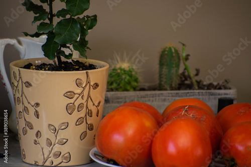 shelf top with ripe tomatoes and plants