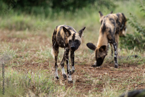 Lycaon, Lycaon pictus, Afrique du Sud