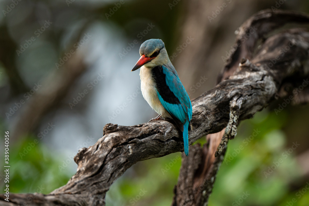 Obraz premium Martin chasseur à tête brune,.Halcyon albiventris, Brown hooded Kingfisher