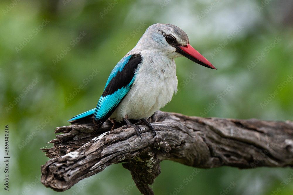 Martin chasseur à tête brune,.Halcyon albiventris, Brown hooded Kingfisher Martin chasseur à tête brune,.Halcyon albiventris, Brown hooded Kingfisher