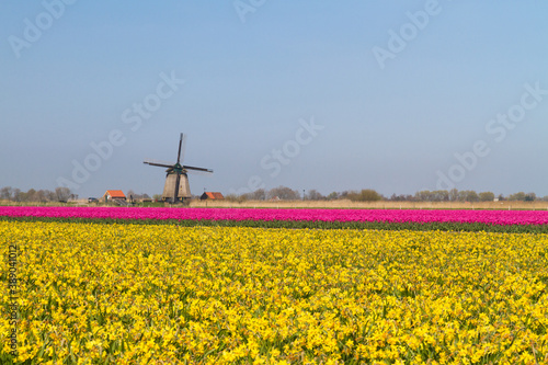 windmill and tulips