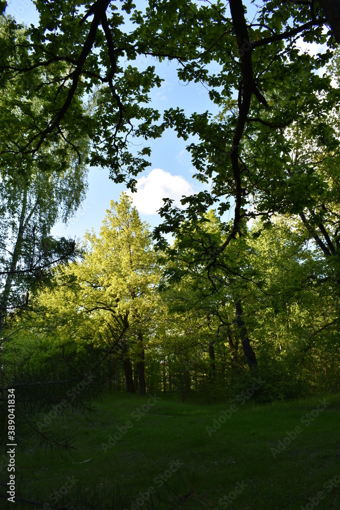 warm sunset in the green summer forest