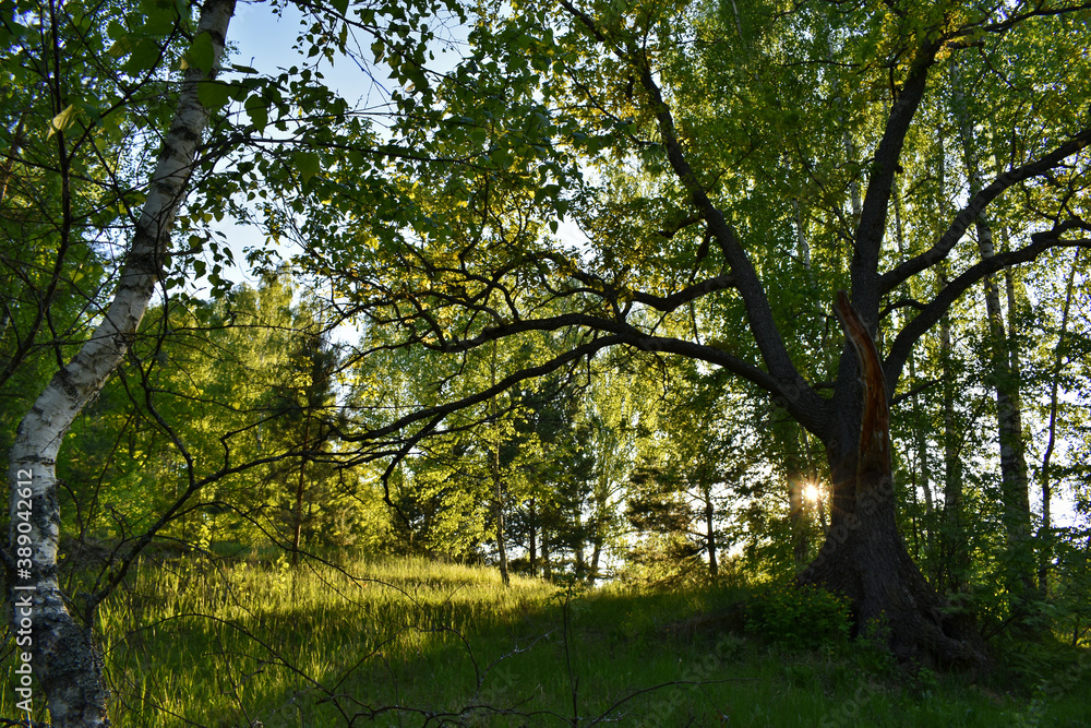 Fototapeta premium warm sunset in the green summer forest
