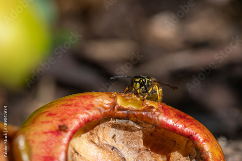 Vespula germanica, european yellow jacket wasp eating a discarded apple
