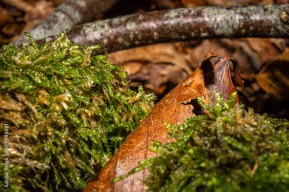 Fototapeta premium A closeup picture of a brown autumn leaf in green moss. Picture from Bokskogen, Malmo, southern Sweden
