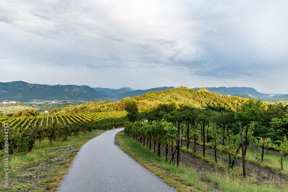 Naklejka premium View of the vineyards after a storm in the mountainous region of Slovenia