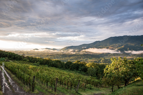 View of the vineyards after a storm in the mountainous region of Slovenia.