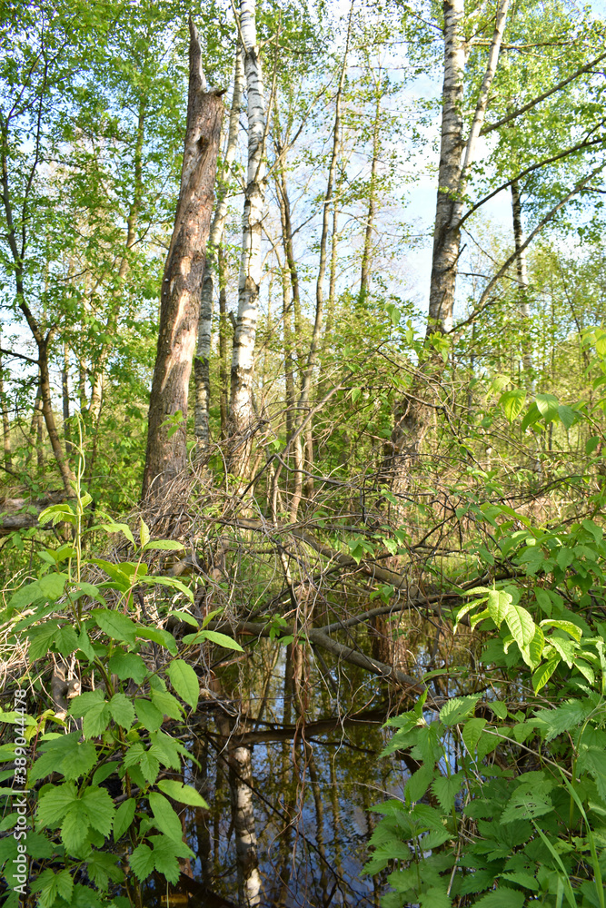 warm sunset in the green summer forest