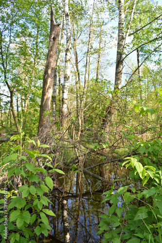 warm sunset in the green summer forest