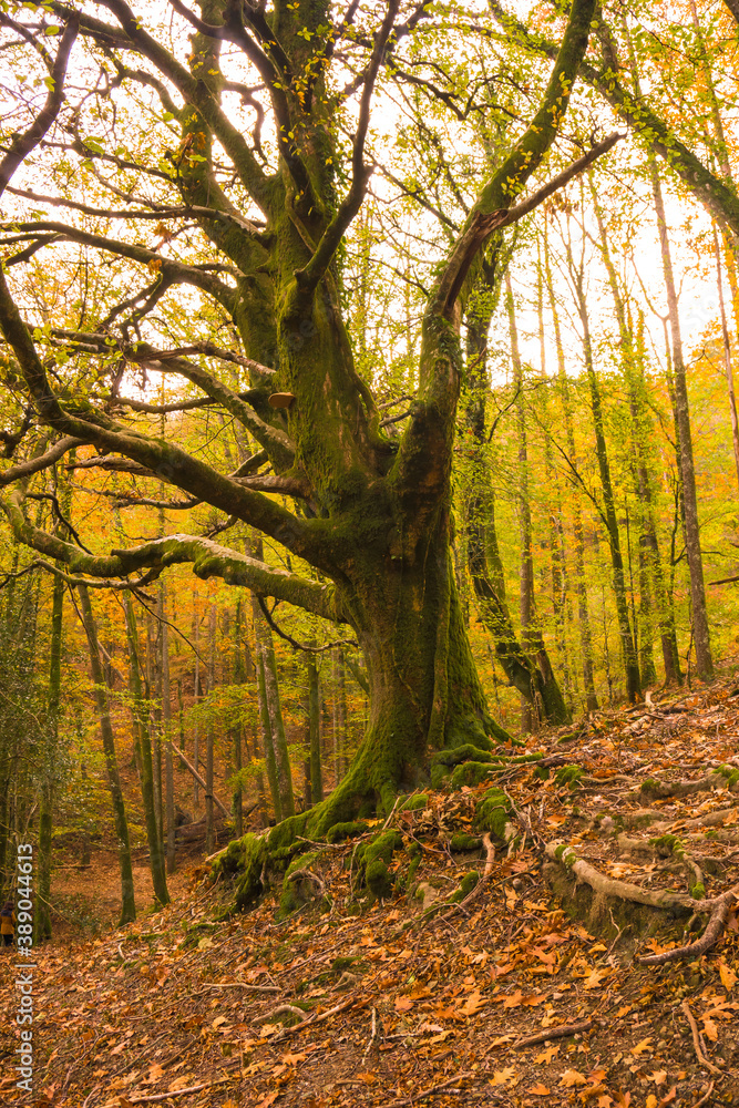 Beautiful green oak in the Artikutza forest in San Sebastián in autumn, Guipuzcoa, Basque Country. Spain Beautiful green oak in the Artikutza forest in San Sebastián in autumn, Guipuzcoa, Basque Country. Spain
