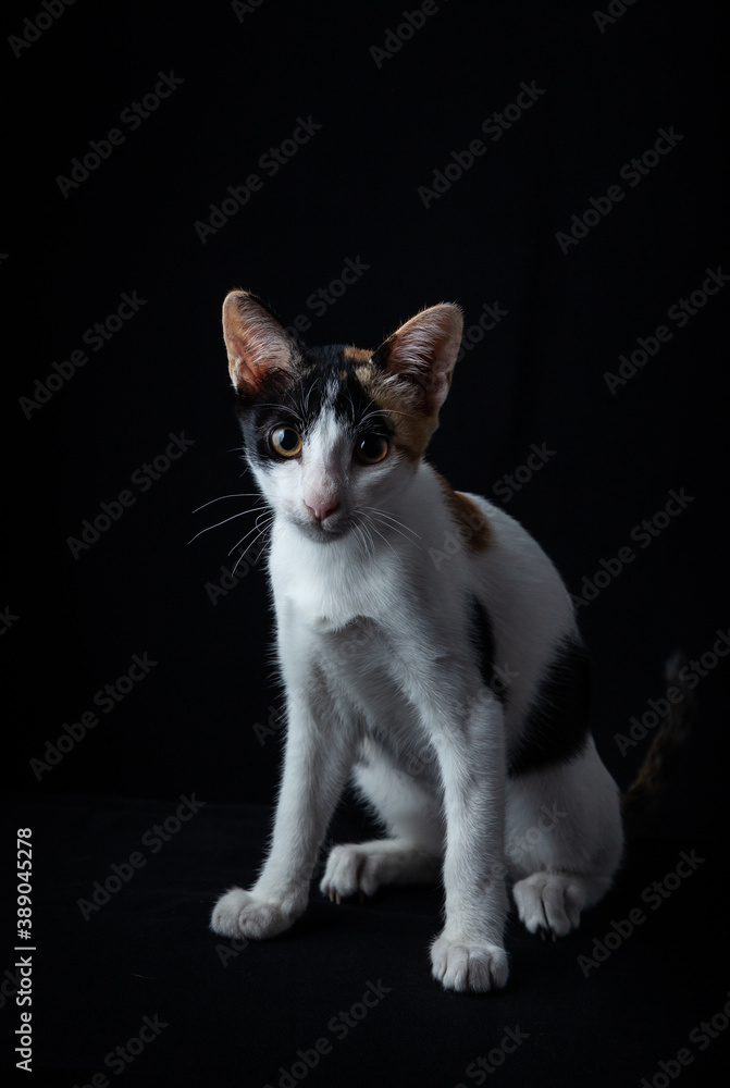 Tricolor cat
