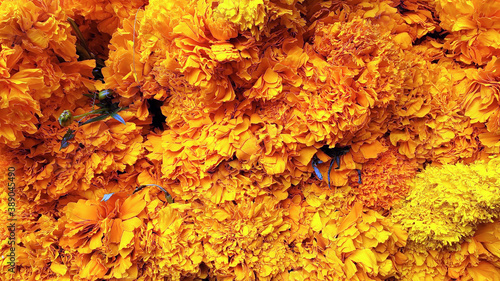 cempasuchitl flower