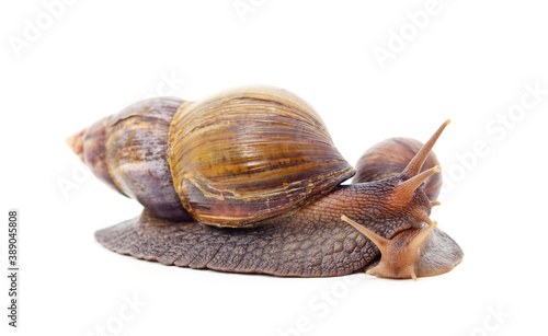 Two beautiful snails.
