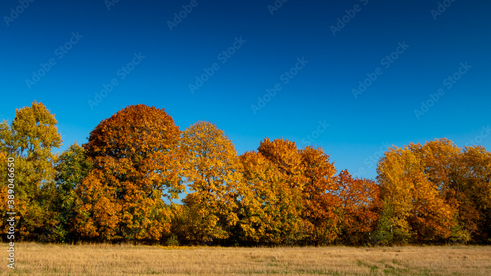 Fototapeta premium Golden autumn leaves on maples near Ostroda, Poland