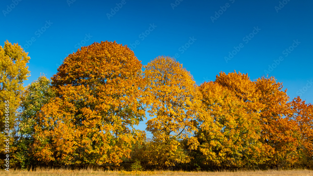 Fototapeta premium Golden autumn leaves on maples near Ostroda, Poland