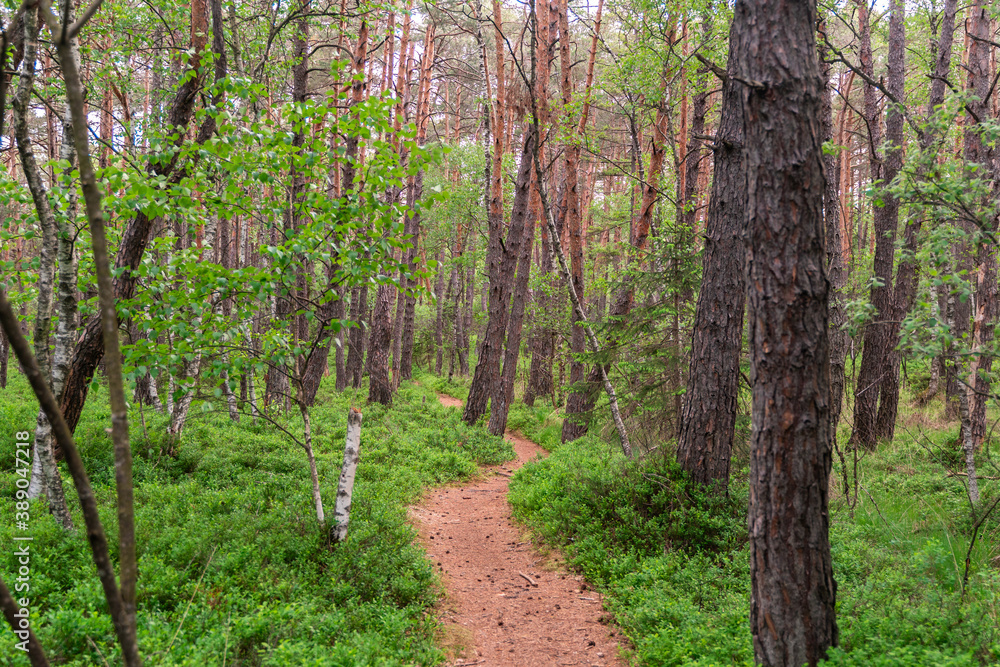 Green forest showing beautiful natural hikingtrail Green forest showing beautiful natural hikingtrail
