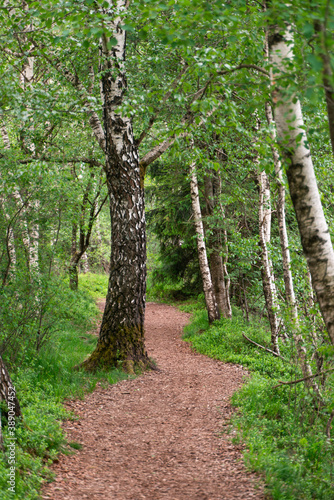 Green forest showing beautiful natural hikingtrail