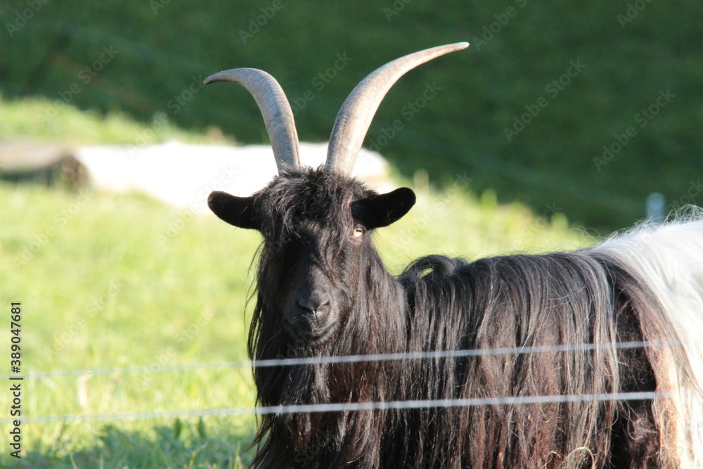 tier, ziege, säugetier, deer, wild lebende tiere, natur, bauernhof, wild, schaf, gras, geweih, fell, elch, antilope, bock,weiß, wiese, portrait, bighorn, kopf, funny Animal lustige Tiere, Ziegenbock tier, ziege, säugetier, deer, wild lebende tiere, natur, bauernhof, wild, schaf, gras, geweih, fell, elch, antilope, bock,weiß, wiese, portrait, bighorn, kopf, funny Animal lustige Tiere, Ziegenbock