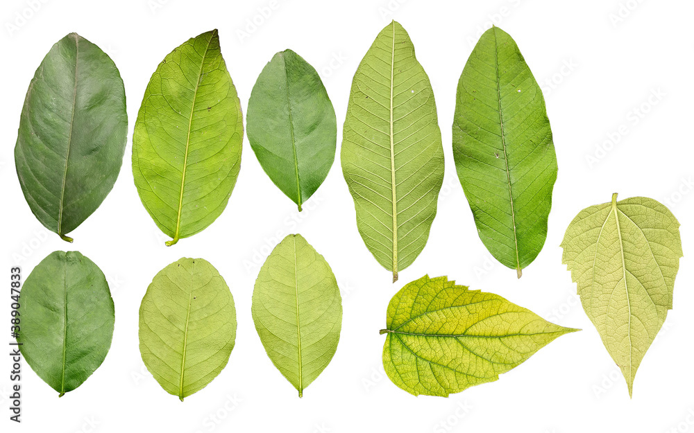 Lemon, Guava and night flowering jasmine leaf texxtures Lemon, Guava and night flowering jasmine leaf texxtures