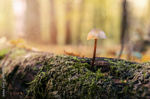 Ein Pilz auf einem vermoosten Baumstamm im Wald photo