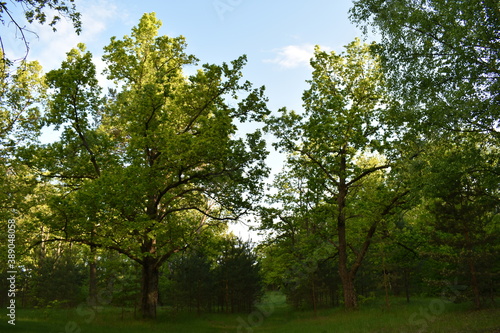 warm sunset in the green summer forest