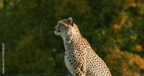 Portrait of wild cheetah on the lookout for prey