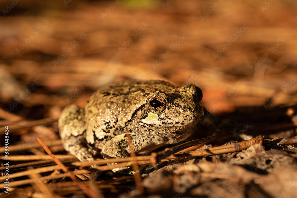 Closeup of brown toad among pine needles on the ground Closeup of brown toad among pine needles on the ground