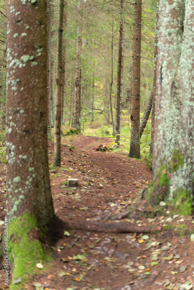 Green forest showing beautiful natural hikingtrail Green forest showing beautiful natural hikingtrail