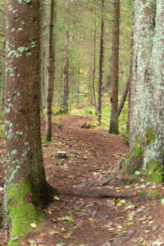 Green forest showing beautiful natural hikingtrail