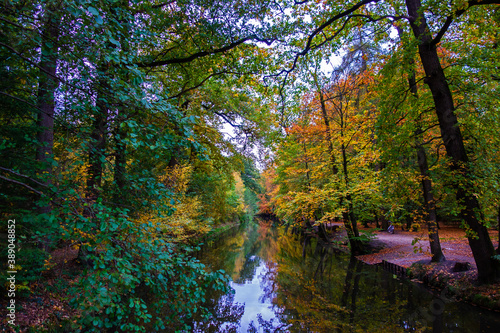 Colorful autumn scene in the forest 