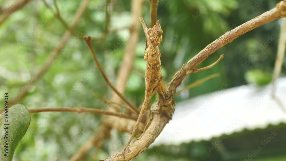 Tiny Baby Horned Chameleon Walking On Tree Branch, Madagascar Tiny Baby Horned Chameleon Walking On Tree Branch, Madagascar