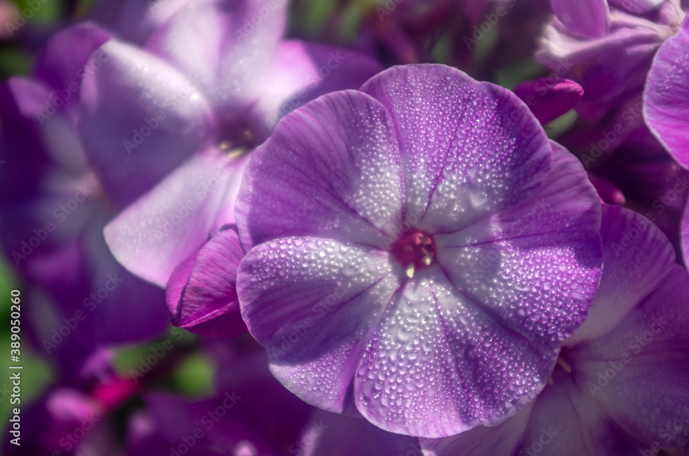 Phlox, morning, Phlox, morning, dew Phlox, morning, Phlox, morning, dew