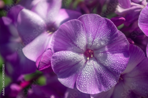 Phlox, morning, Phlox, morning, dew