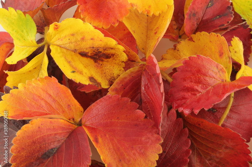 Autumn leaves in red, orange and yellow, autumnal background