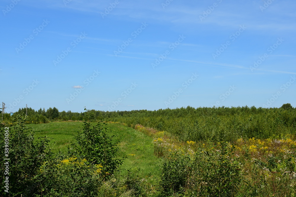 Fototapeta premium field of sunflowers