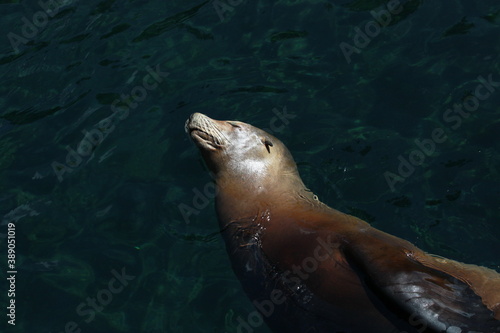 sea lion swimming in water