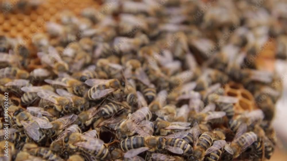 Bees on the frame with honeycombs in the hive work and create honey. Bees on the frame with honeycombs in the hive work and create honey.