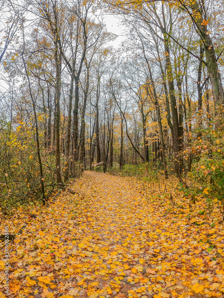 Path in the woods covered in yellow leaves in autumn Path in the woods covered in yellow leaves in autumn